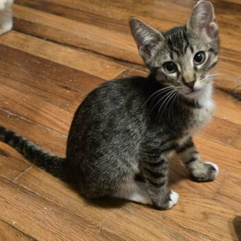 Dave -  Domestic Short Hair Cat for Adoption in Round Rock, Texas - Dave | PetCurious