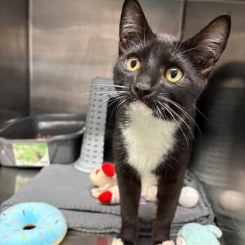 Domestic Short Hair Cats Available for Adoption in Spokane, Washington - Radar | PetCurious