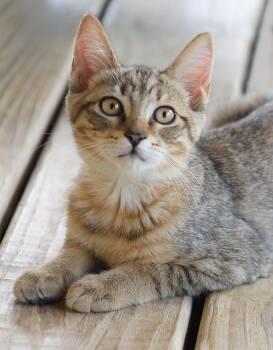 Margaret -  Domestic Medium Hair Cat for Adoption in North Fort Myers, Florida - Margaret | PetCurious