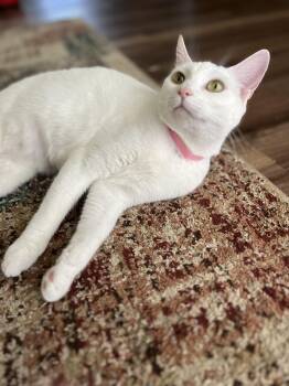 Domestic Short Hair Cats Available for Adoption - Adriana | PetCurious