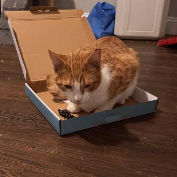 Domestic Short Hair Cats Available for Adoption - Toby | PetCurious