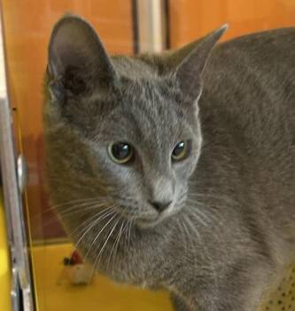 Domestic Short Hair Cats Available for Adoption - Sammy | PetCurious