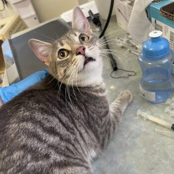 Domestic Short Hair Cats Available for Adoption - Patty | PetCurious