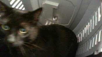 Domestic Short Hair Cats Available for Adoption - COLT | PetCurious