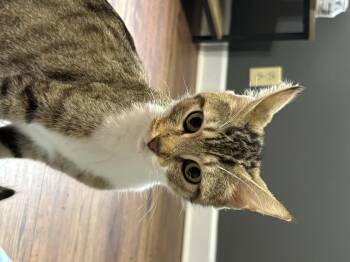 Rescue Domestic Short Hair Cats for Adoption - Steakums | PetCurious