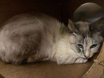 Domestic Short Hair Cats Available for Adoption in West Chester, Pennsylvania - Panini | PetCurious