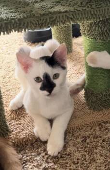 Rescue Domestic Short Hair Cats for Adoption in Liverpool, Texas - Luffy | PetCurious