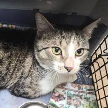 Bobby -  Domestic Short Hair Cat for Adoption in New York, New York - Bobby | PetCurious