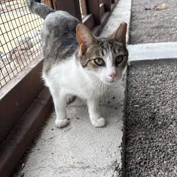 Naoki -  Domestic Short Hair Cat for Adoption in Incline Village, Nevada - Naoki | PetCurious