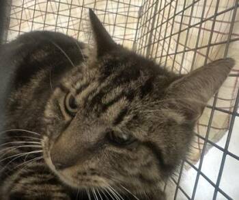 Mojo -  Domestic Short Hair Cat for Adoption in Palm Coast, Florida - Mojo | PetCurious
