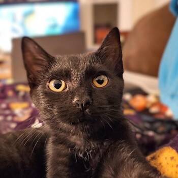 Oberon -  Domestic Short Hair Cat for Adoption in Georgetown, Kentucky - Oberon | PetCurious