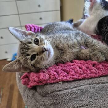 Chutney -  Domestic Short Hair Cat for Adoption in Richmond, Virginia - Chutney | PetCurious