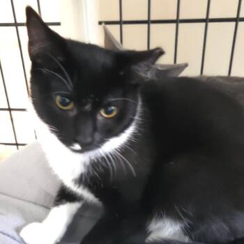 Sitara -  Domestic Short Hair Cat for Adoption in Jessup, Maryland - Sitara | PetCurious