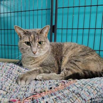 Alianna -  Domestic Short Hair Cat for Adoption in Davenport, Iowa - Alianna | PetCurious