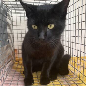 Domestic Short Hair Cats Available for Adoption in Beaumont, Texas - BAC-Wildlife-141422 | PetCurious