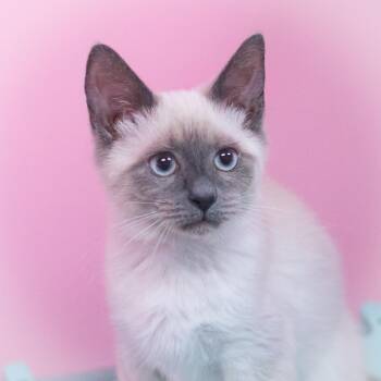 Siamese and Domestic Short Hair Cats Available for Adoption in St. Augustine, Florida - Chamira | PetCurious