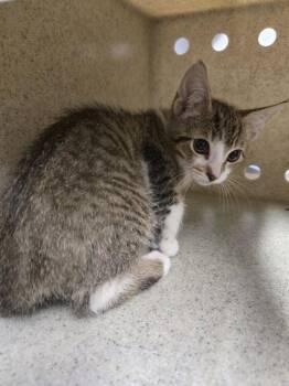 SKIPPER -  Domestic Short Hair Cat for Adoption in Tallahassee, Florida - SKIPPER | PetCurious