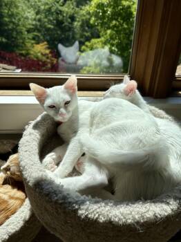 Rescue Domestic Short Hair Cats for Adoption in Campbell, California - Milan | PetCurious