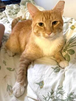 Theo -  Domestic Short Hair Cat for Adoption in New York, New York - Theo | PetCurious