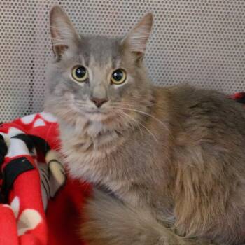 Domestic Medium Hair Cats Available for Adoption - Granite | PetCurious