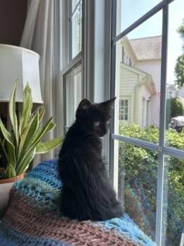Bailey -  Domestic Short Hair Cat for Adoption in Fairfax, Virginia - Bailey | PetCurious