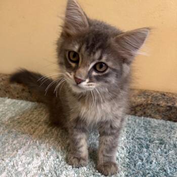 Sully -  Domestic Medium Hair Cat for Adoption in Corinth, Mississippi - Sully | PetCurious