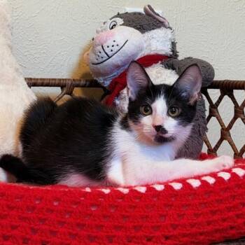 United Airlines -  Tuxedo and Domestic Short Hair Cat for Adoption in Friendswood, Texas - United Airlines | PetCurious