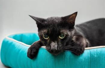 VICTOR -  Domestic Short Hair Cat for Adoption in Fort Lauderdale, Florida - VICTOR | PetCurious