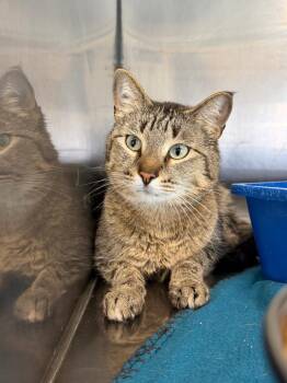 Domestic Short Hair Cats Available for Adoption in Virginia, Minnesota - Birdie | PetCurious