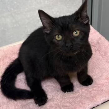 Plucky -  Domestic Short Hair Cat for Adoption in New Philadelphia, Ohio - Plucky | PetCurious