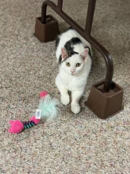 Rescue Domestic Short Hair Cats for Adoption in Boiling Springs, Pennsylvania - Shiloh | PetCurious