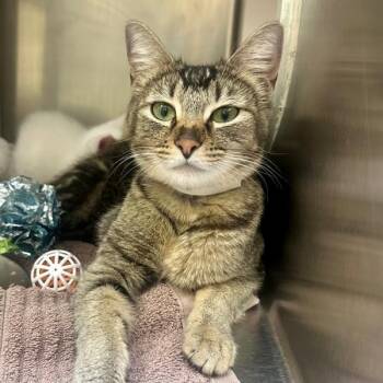 Domestic Short Hair Cats Available for Adoption in Walnut Creek, California - Panini | PetCurious