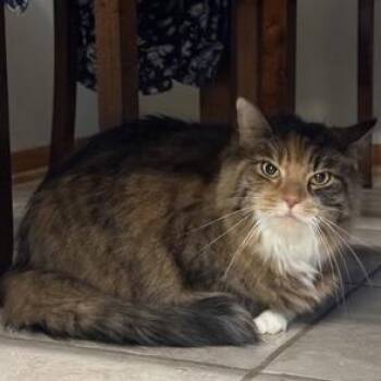 Nayla -  Domestic Long Hair and Mixed Breed Cat for Adoption in Ashtabula, Ohio - Nayla | PetCurious