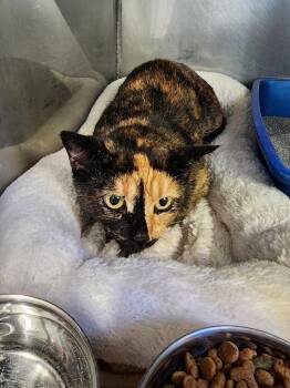 Shadow -  Domestic Short Hair Cat for Adoption in Virginia, Minnesota - Shadow | PetCurious
