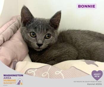 Bonnie -  Domestic Short Hair Cat for Adoption in Eighty Four, Pennsylvania - Bonnie | PetCurious