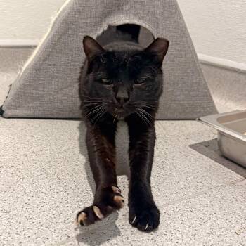 Scruff McGruff -  Domestic Short Hair Cat for Adoption in Murray, Utah - Scruff McGruff | PetCurious