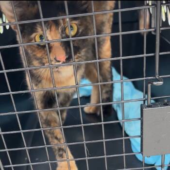 Rescue Abyssinian Cats for Adoption in Monroe, Michigan - Gina | PetCurious