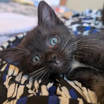 Dot Com Bubble Burst Derbyshire -  Domestic Short Hair Cat for Adoption in Morrison, Colorado - Dot Com Bubble Burst Derbyshire | PetCurious