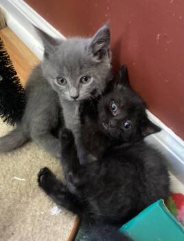 Gracie, Willow Grove Area, (FCID 06/24/2026-129) -  Domestic Short Hair Cat for Adoption in Greenville, Delaware - Gracie, Willow Grove Area, (FCID 06/24/2026-129) | PetCurious