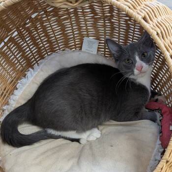 Rescue Domestic Short Hair Cats for Adoption in Bloomington, Illinois - Echo | PetCurious