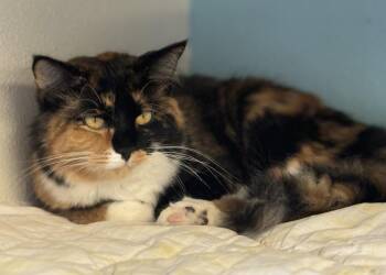Rescue Calico Cats for Adoption in Pierre, South Dakota - Sweet Pea | PetCurious
