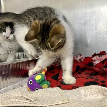 Velvet -  Domestic Medium Hair Cat for Adoption in Matteson, Illinois - Velvet | PetCurious
