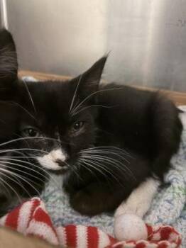 Mo -  Domestic Short Hair Cat for Adoption in West Chester, Pennsylvania - Mo | PetCurious