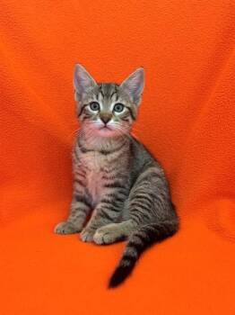 JASPER -  Domestic Short Hair Cat for Adoption in Forney, Texas - JASPER | PetCurious