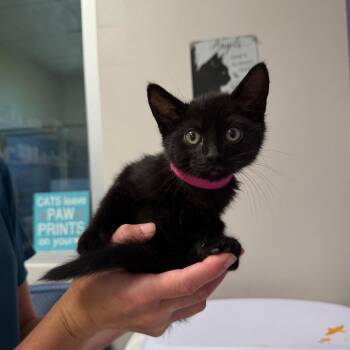 Mitzy -  Domestic Short Hair Cat for Adoption in Englewood, Florida - Mitzy | PetCurious