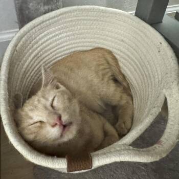 Rescue Tabby and Domestic Short Hair Cats for Adoption in Vallejo, California - Sadie | PetCurious