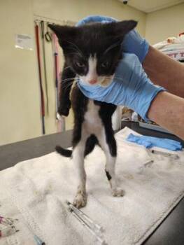 Andean Bear -  Domestic Short Hair Cat Available for Adoption - Andean Bear | PetCurious