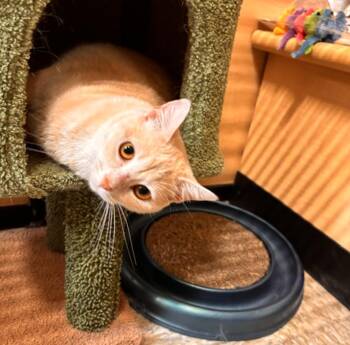 Chick -  Domestic Short Hair Cat for Adoption in Wheaton, Illinois - Chick | PetCurious