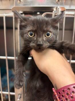Rescue Domestic Short Hair Cats for Adoption in Lima, Ohio - Berlioz | PetCurious