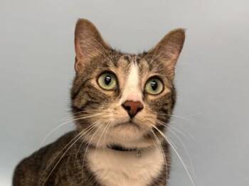 Ramsey -  Domestic Short Hair Cat for Adoption in Woodbury, Minnesota - Ramsey | PetCurious